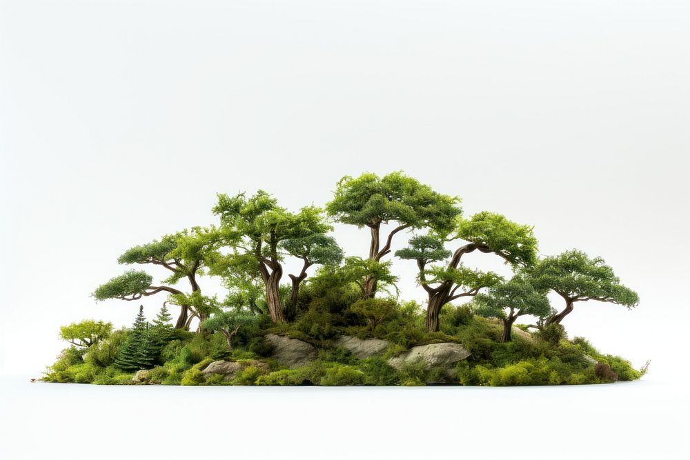 Tree outdoors bonsai nature. AI generated Image by rawpixel.
