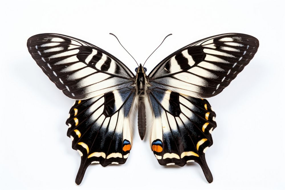 Butterfly animal insect white background. AI generated Image by rawpixel.