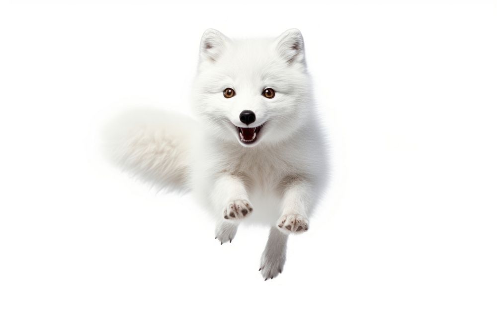 Arctic fox jumping wildlife mammal animal. AI generated Image by rawpixel.