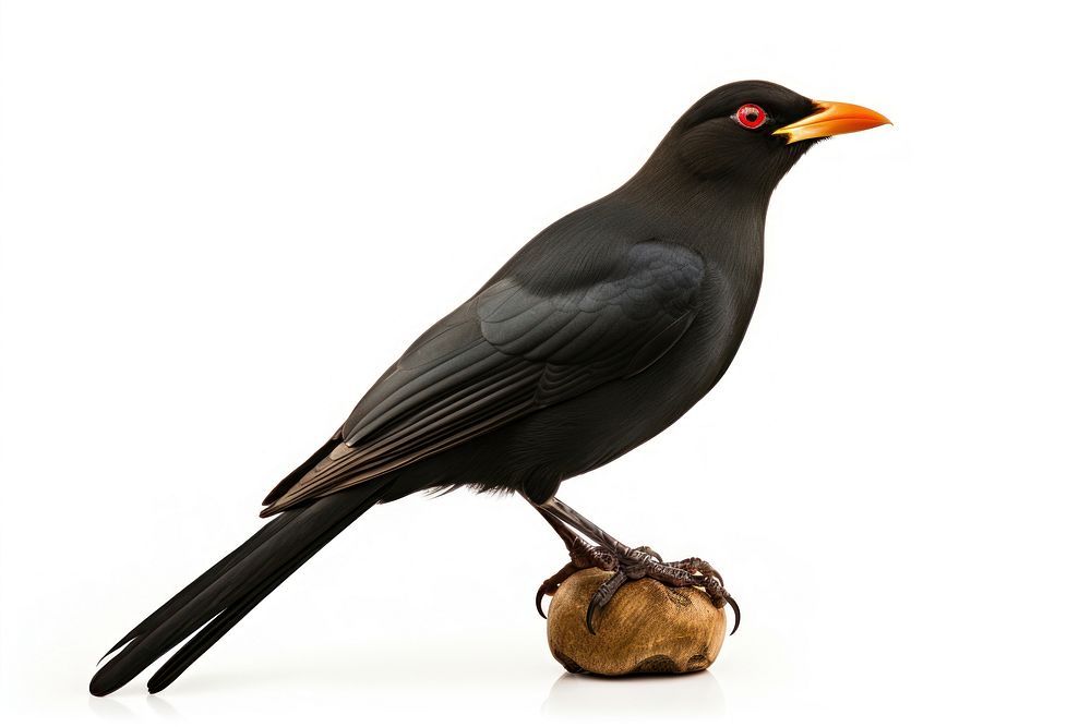 Red-billed oxpecker blackbird animal beak. AI generated Image by rawpixel.