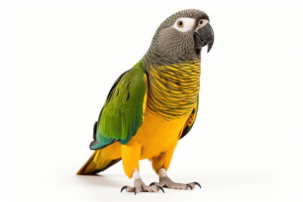 Senegal Parrot parrot animal bird. AI generated Image by rawpixel.