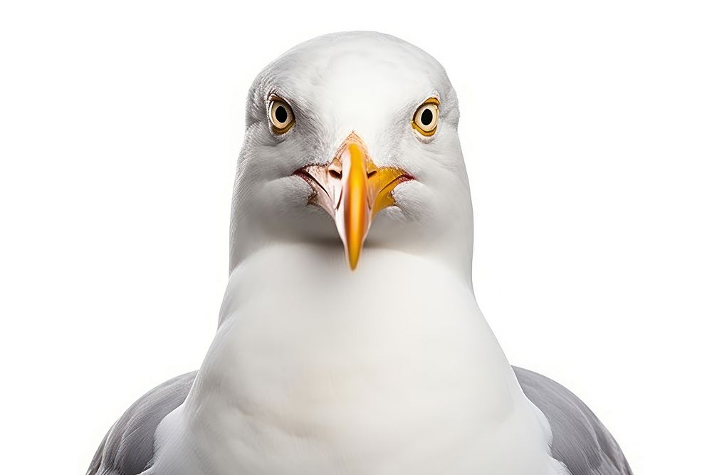 Seagull portrait animal white. AI generated Image by rawpixel.