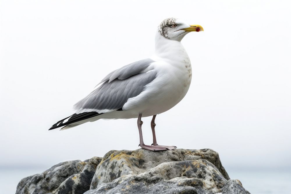 Seagull animal white bird. 