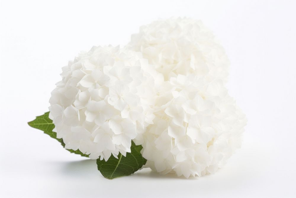 Snowball flower petal plant white. AI generated Image by rawpixel.