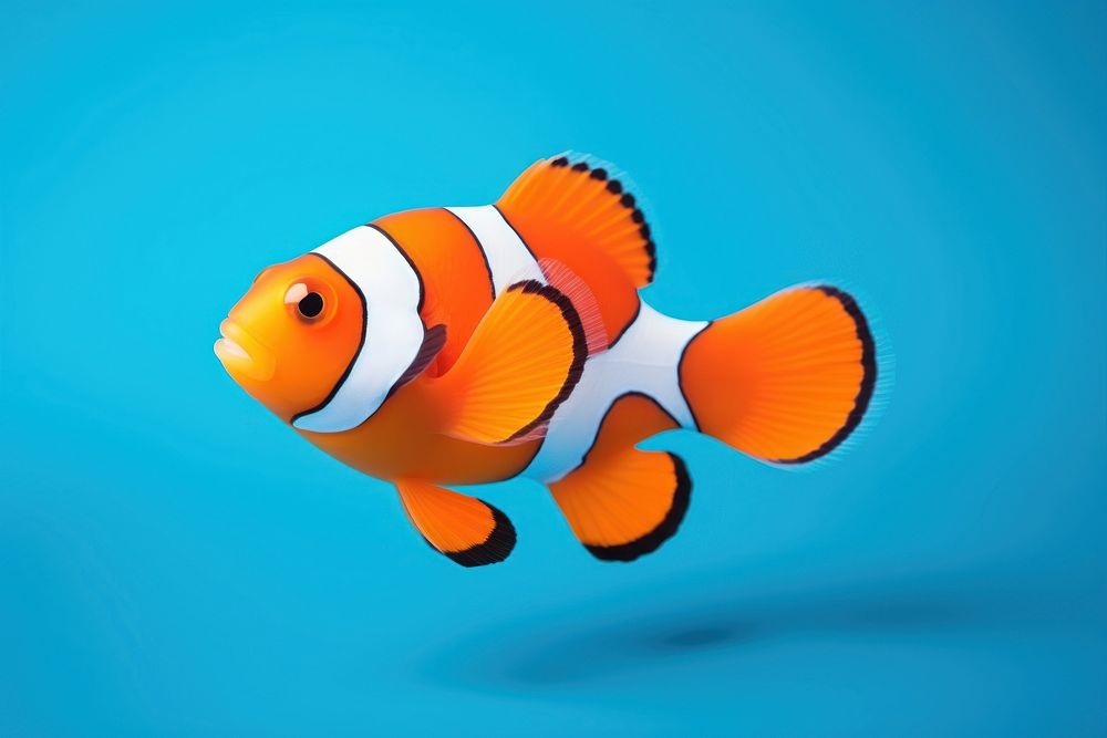 Fish animal pomacentridae clown fish. AI generated Image by rawpixel.