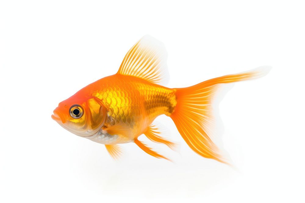 Fish goldfish animal white background. AI generated Image by rawpixel.