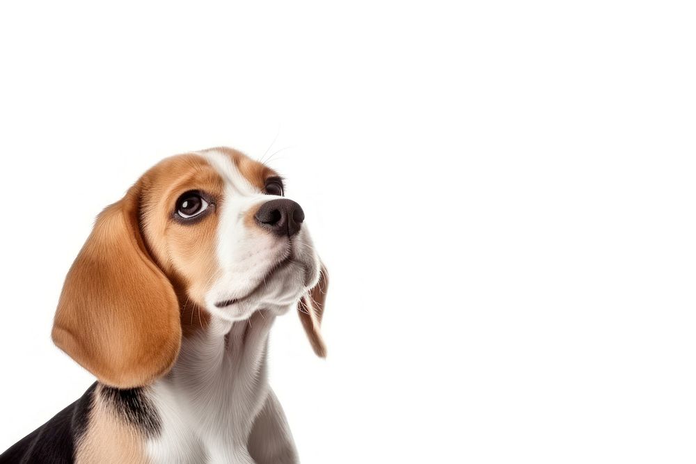 Beagle puppy animal mammal. AI generated Image by rawpixel.