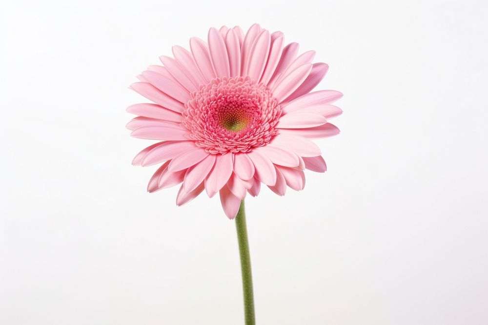Flower blossom petal daisy. AI generated Image by rawpixel.