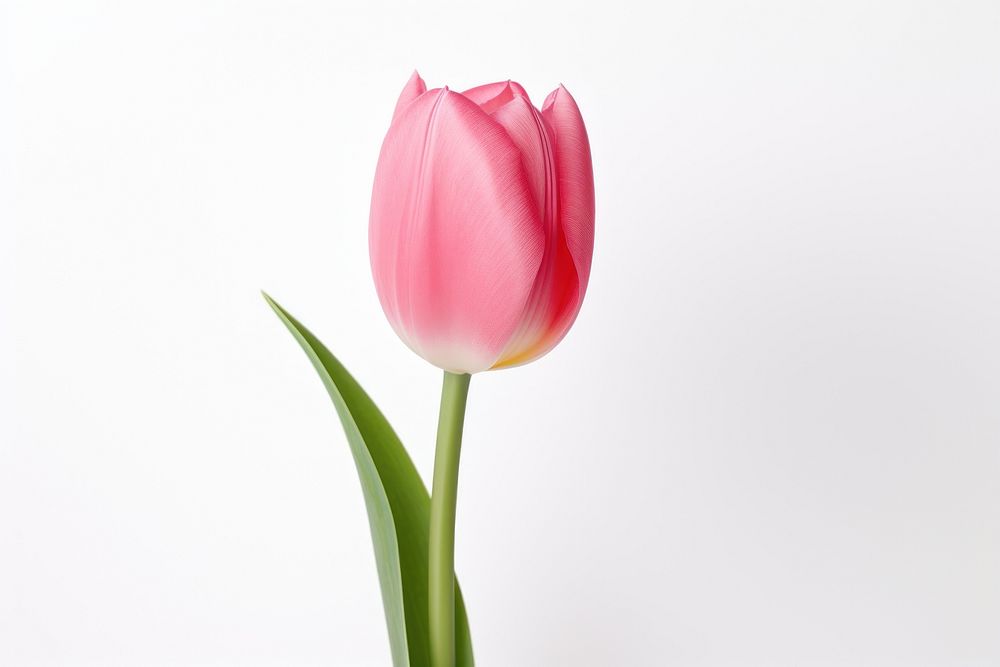 Tulip blossom flower plant. AI generated Image by rawpixel.