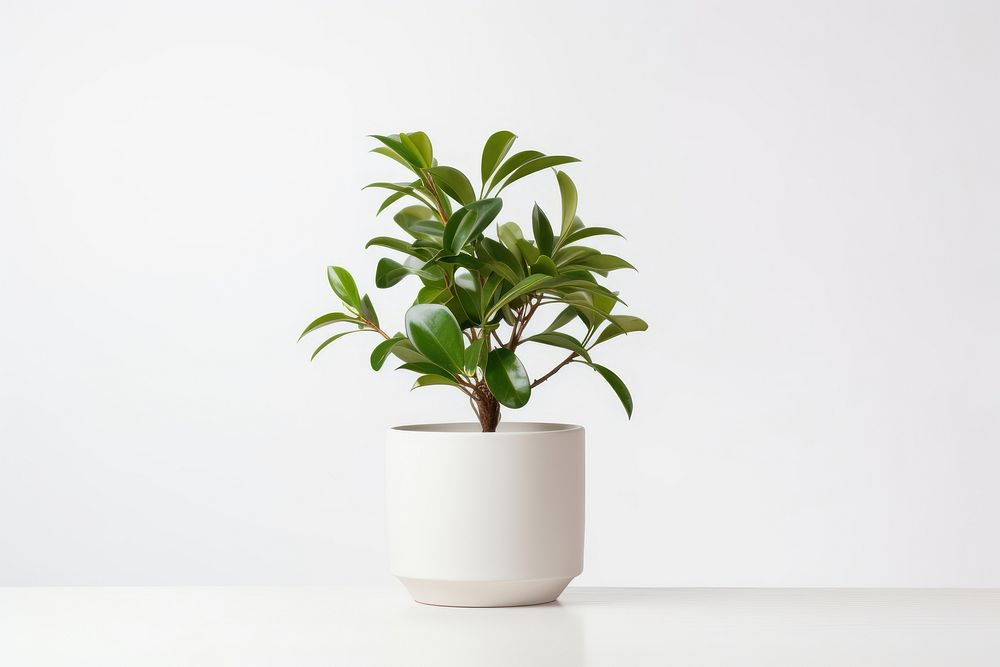 Plant bonsai leaf vase. 