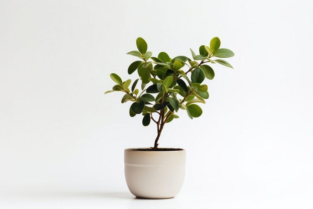 Plant bonsai leaf tree. 