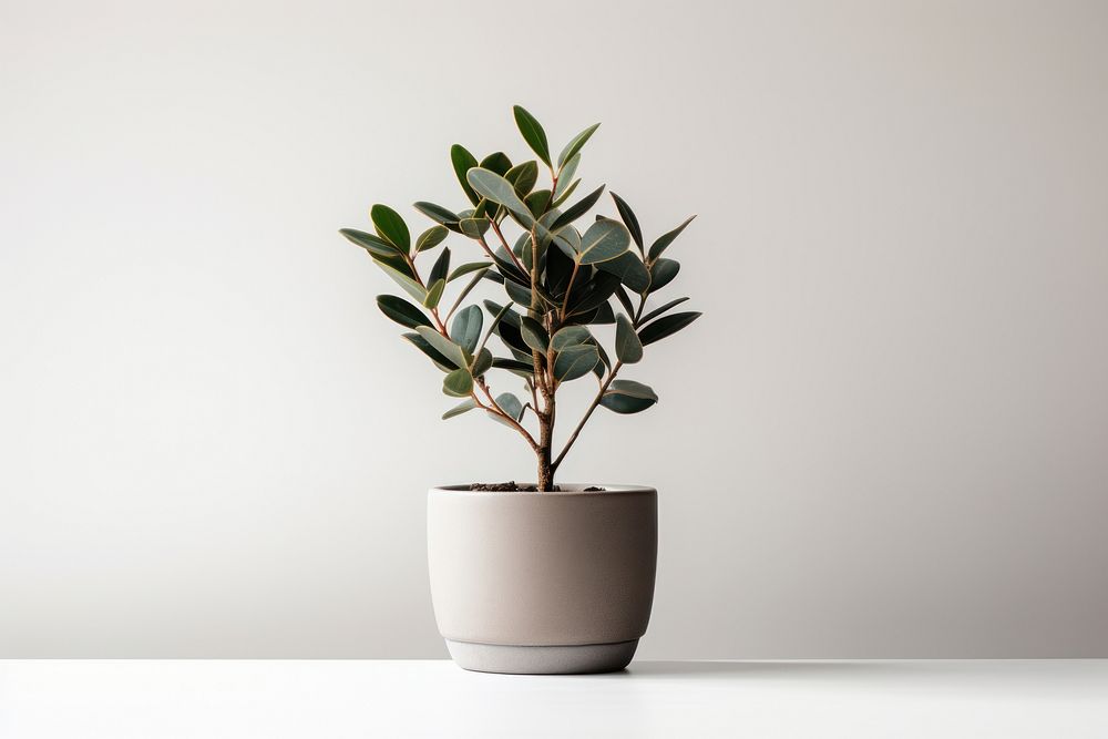 Plant bonsai leaf vase. AI generated Image by rawpixel.