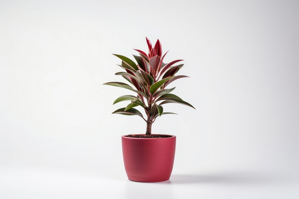 Plant flower leaf pot. AI generated Image by rawpixel.