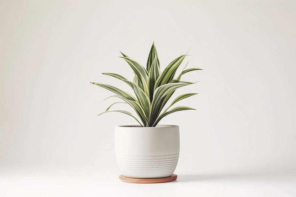 Plant vase white background potted plant. AI generated Image by rawpixel.