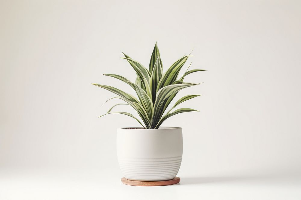 Plant vase white background potted plant. 