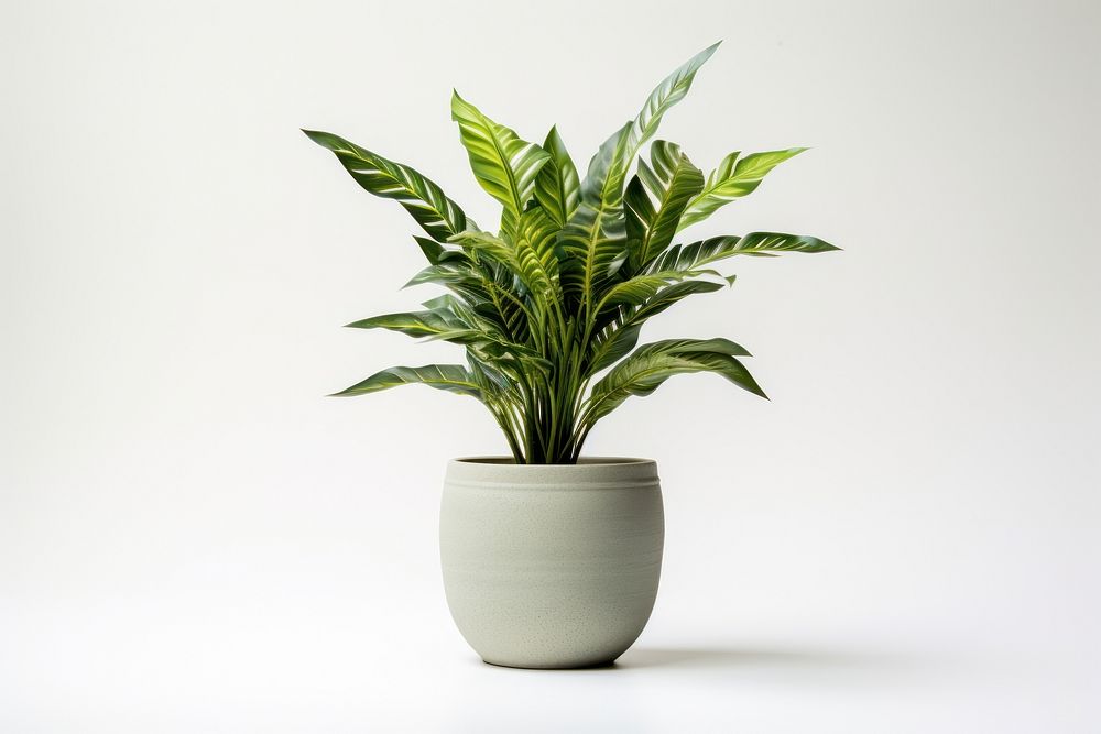 Plant vase leaf pot. 