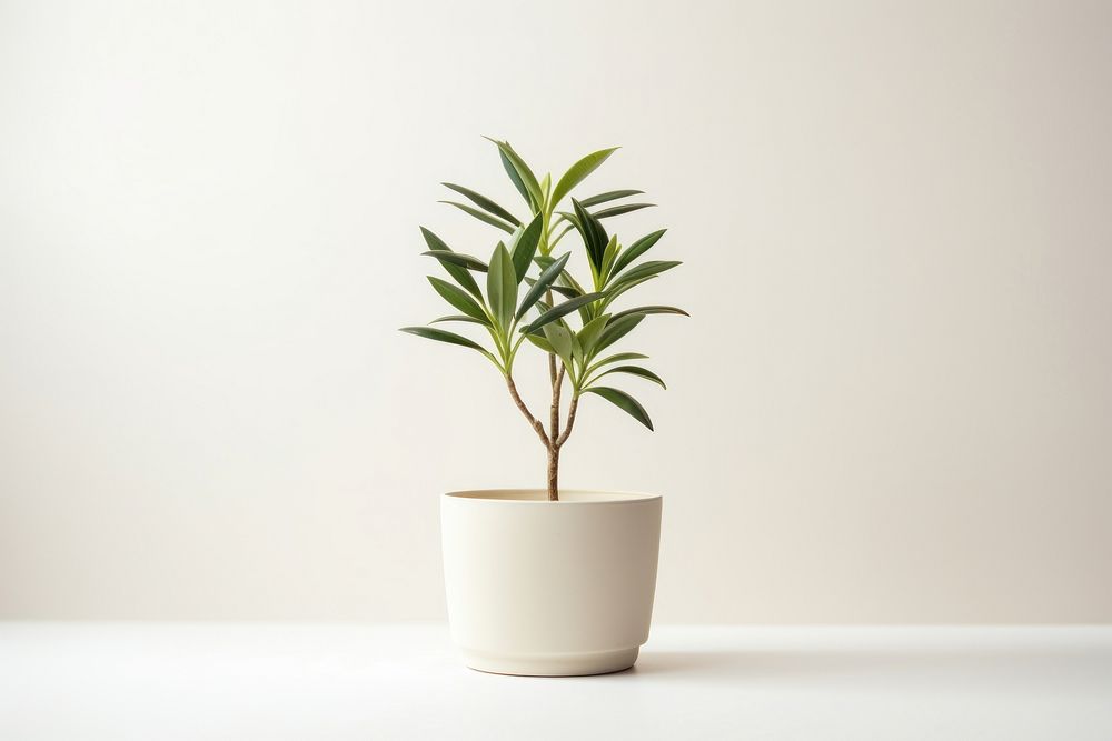 Plant bonsai leaf vase. 