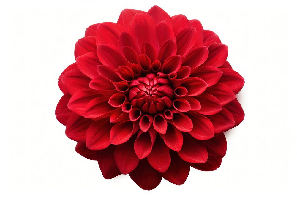 Dahlia flower plant red. AI generated Image by rawpixel.