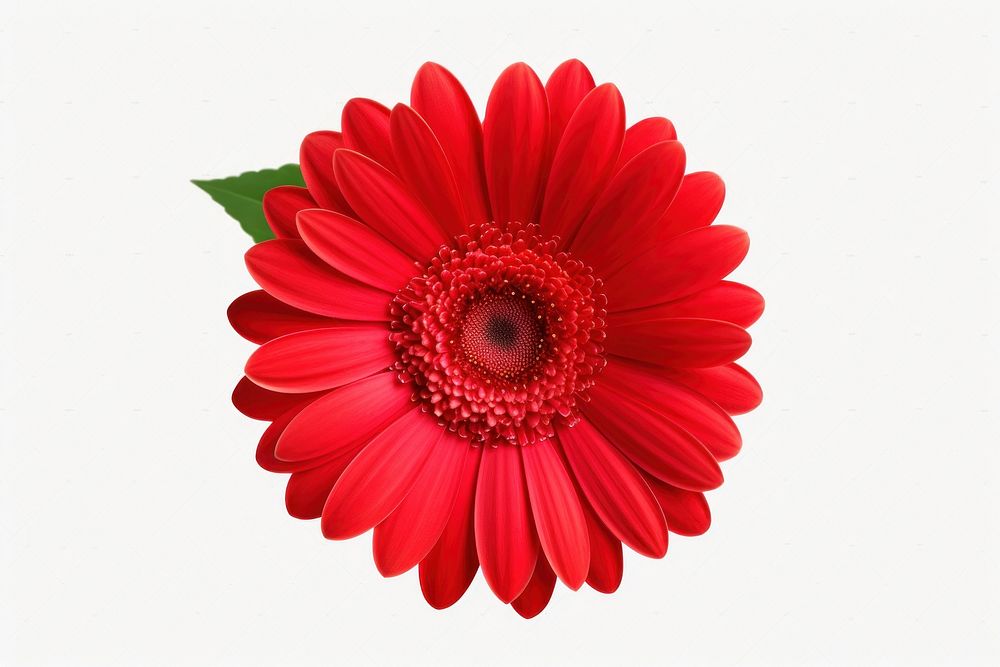 Flower daisy dahlia petal. AI generated Image by rawpixel.