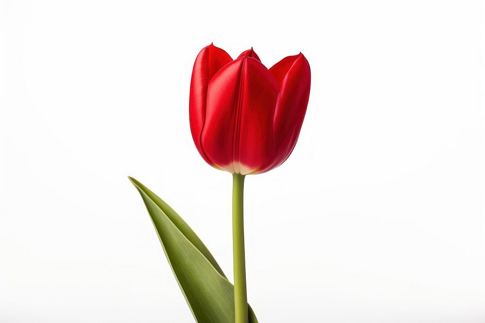 Tulip flower plant white. AI generated Image by rawpixel.