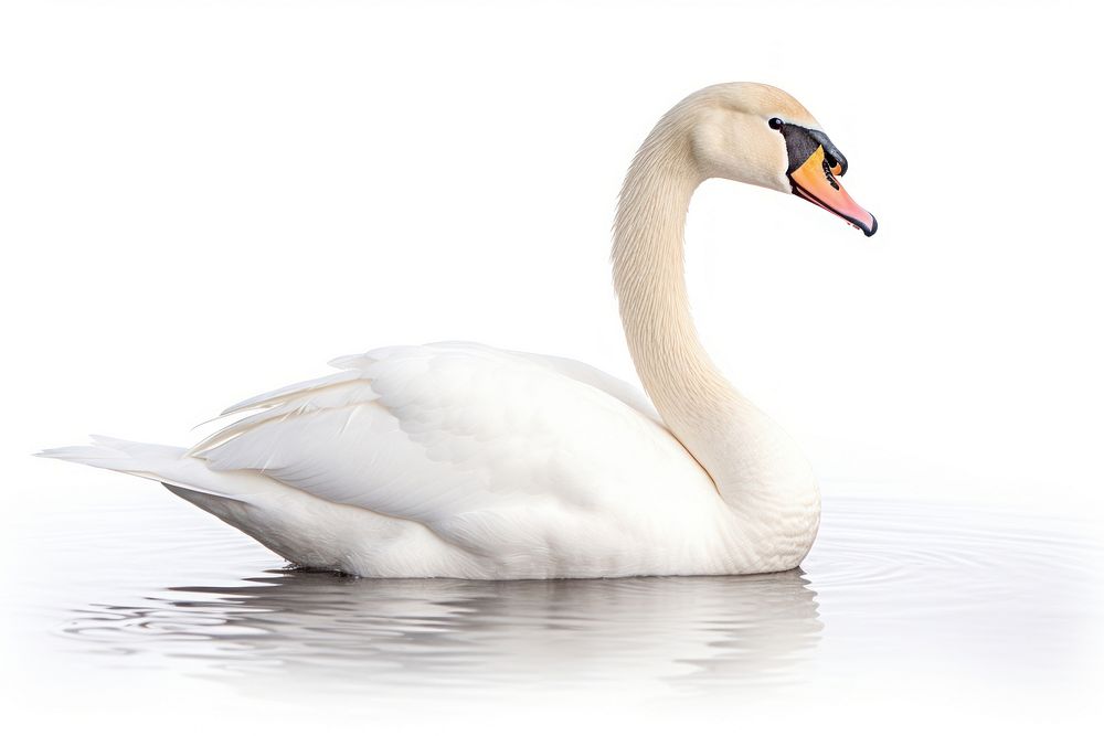 Bird swan animal white. AI generated Image by rawpixel.