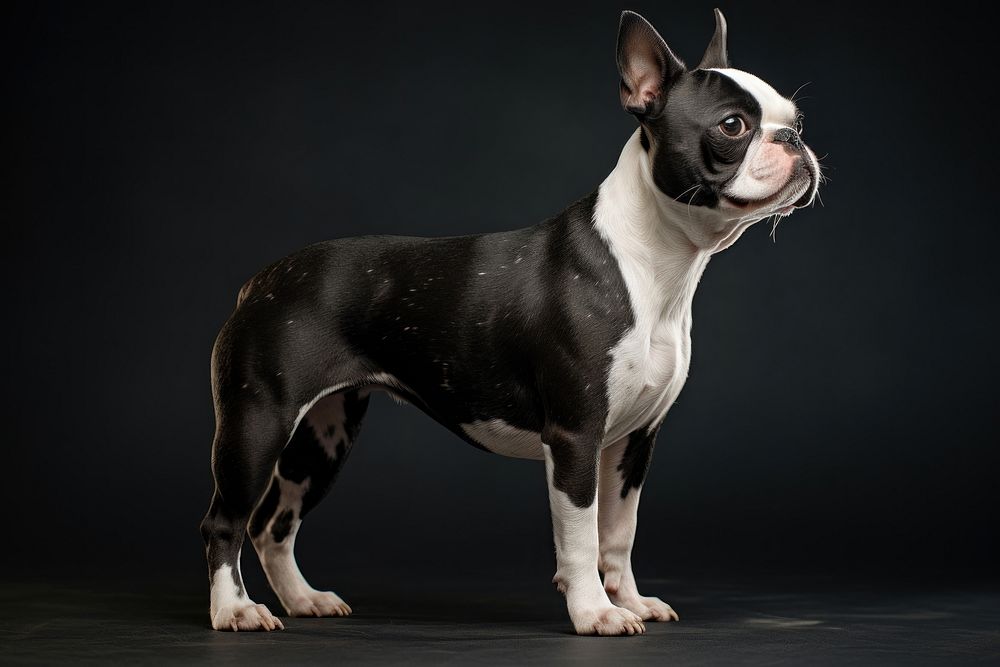 Dog bulldog animal mammal. AI generated Image by rawpixel.