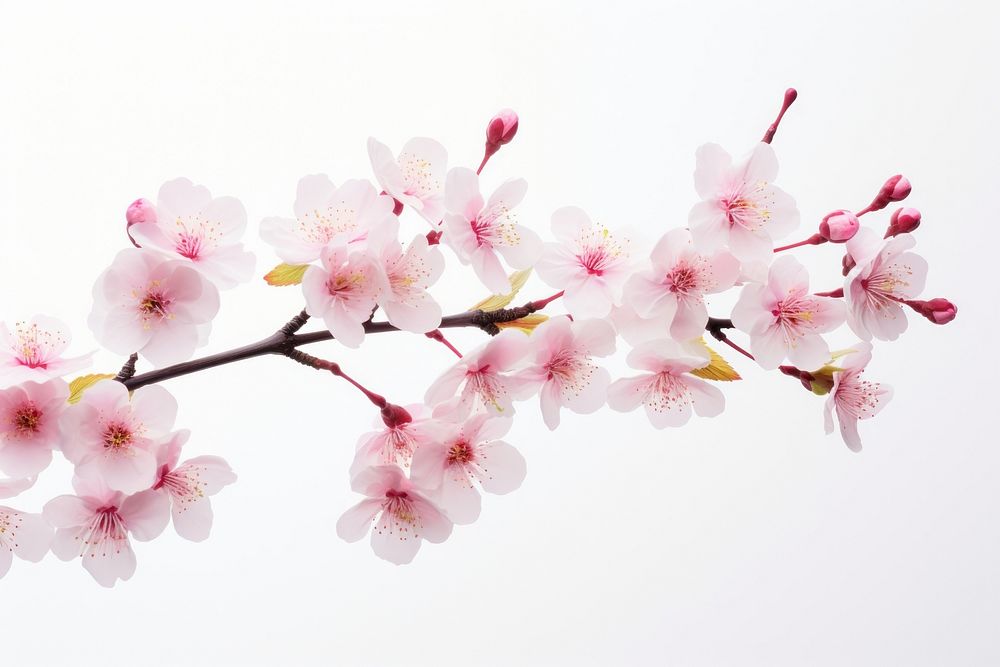 Blossom flower branch cherry. AI generated Image by rawpixel.