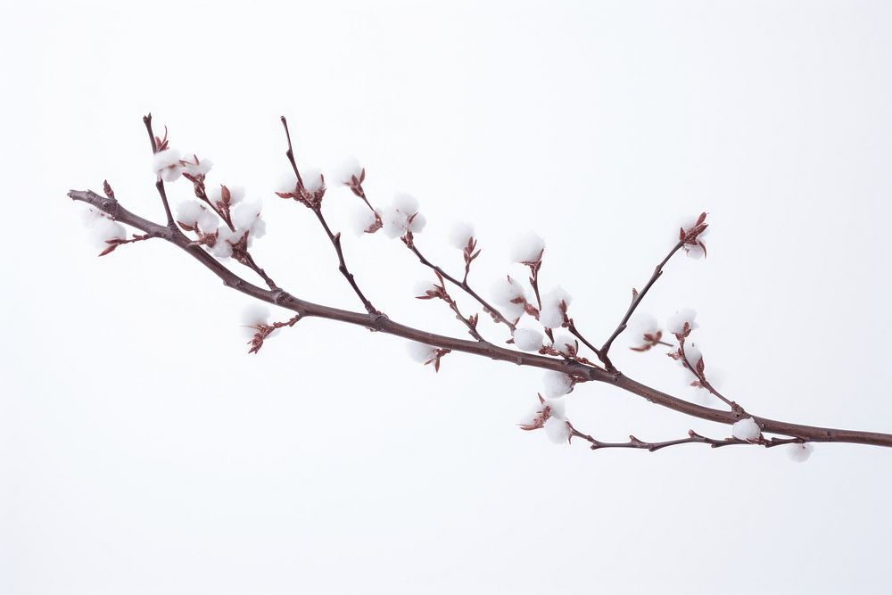Snow outdoors blossom branch. AI generated Image by rawpixel.