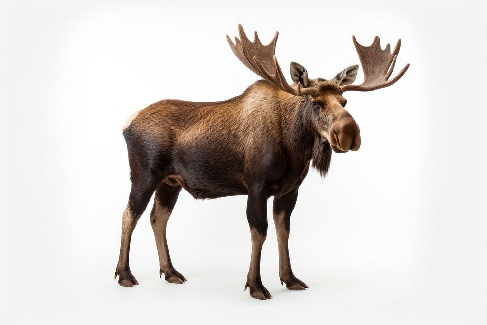 Wildlife mammal animal moose. AI generated Image by rawpixel.