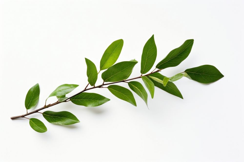 Leaf branch plant green. AI generated Image by rawpixel.