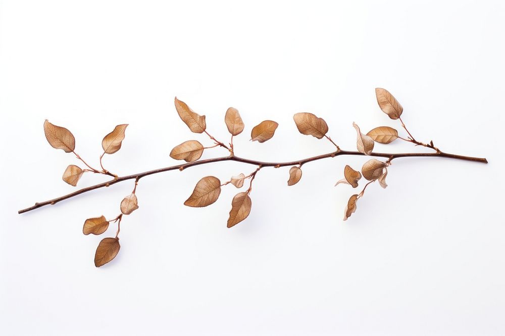 Branch plant leaf white background. AI generated Image by rawpixel.