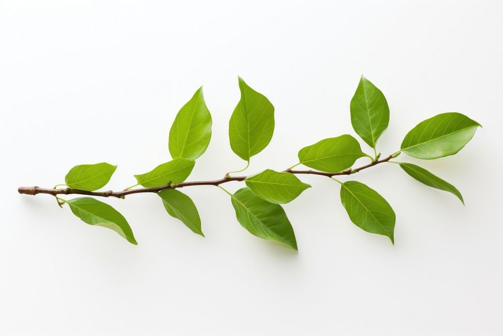 Green leaf branch plant. AI generated Image by rawpixel.