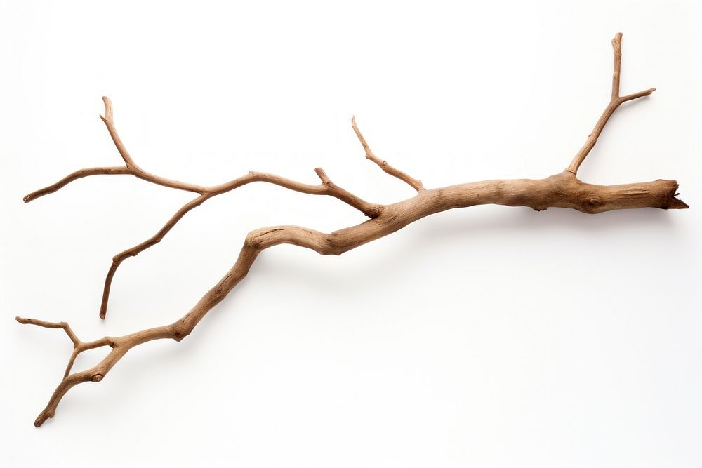 Branch antler plant wood. AI | Premium Photo - rawpixel