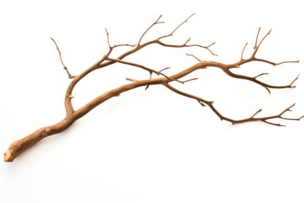Branch plant tree wood. AI generated Image by rawpixel.