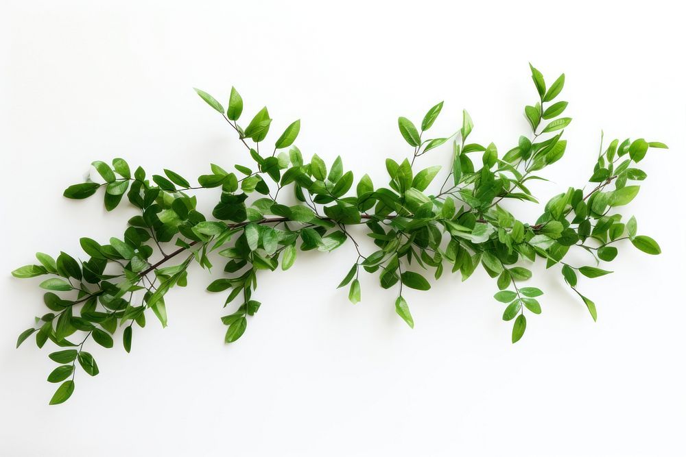 Branch plant green herbs. AI generated Image by rawpixel.