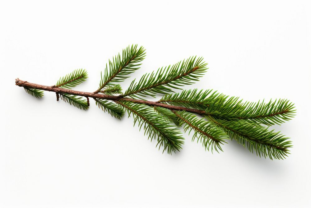 Spruce tree branch plant. AI generated Image by rawpixel.