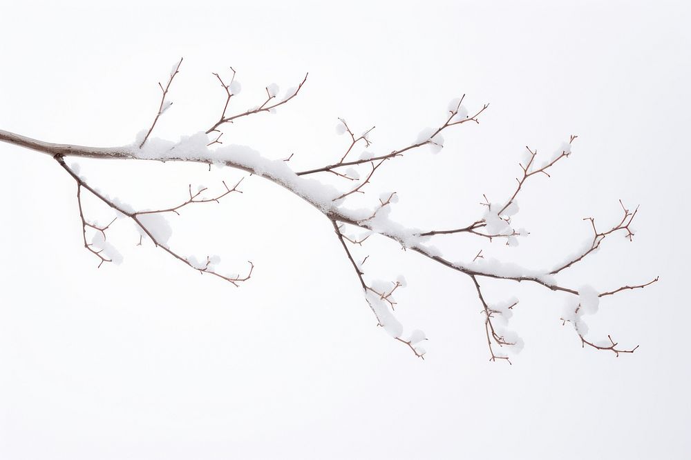 Snow outdoors branch nature. AI generated Image by rawpixel.