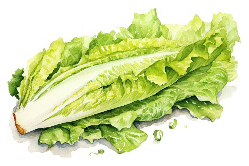 Vegetable lettuce salad plant. 