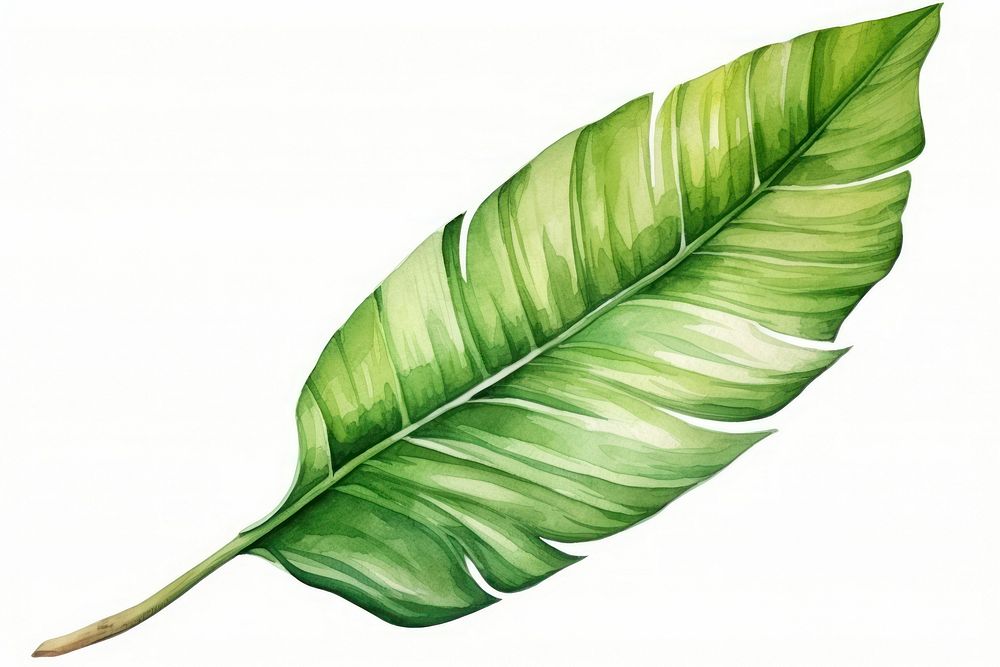 Plant leaf white background banana leaf. AI generated Image by rawpixel.