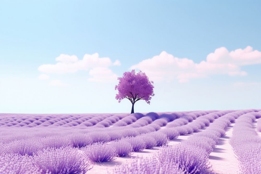 Landscape lavender outdoors blossom. 