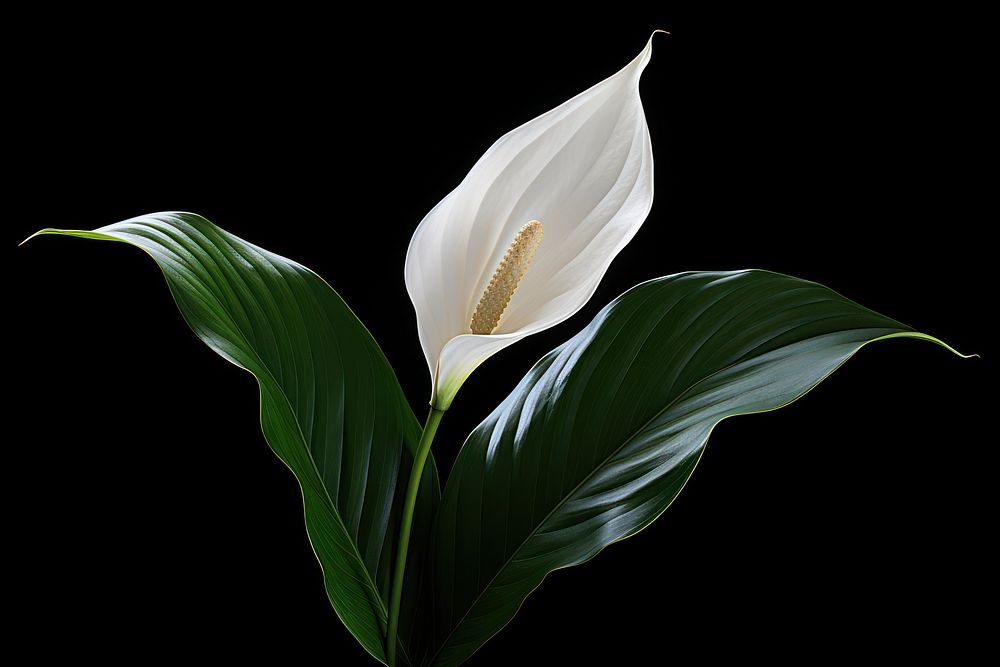 Flower plant white inflorescence. 