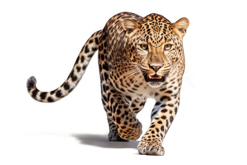 Leopard wildlife cheetah animal. AI Premium Photo rawpixel