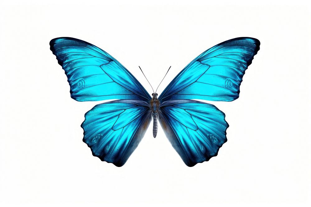 Butterfly animal insect invertebrate. AI generated Image by rawpixel.