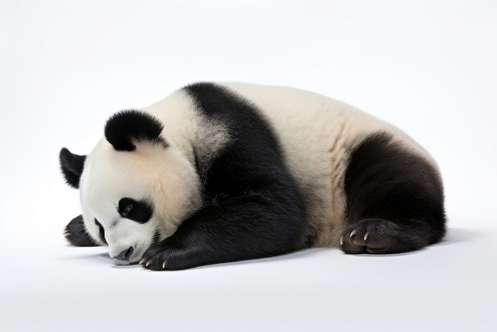 Wildlife animal mammal panda. AI generated Image by rawpixel.