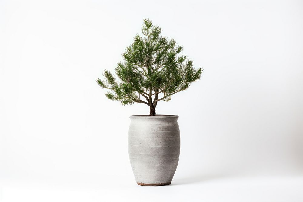 Plant tree houseplant pot. AI generated Image by rawpixel.