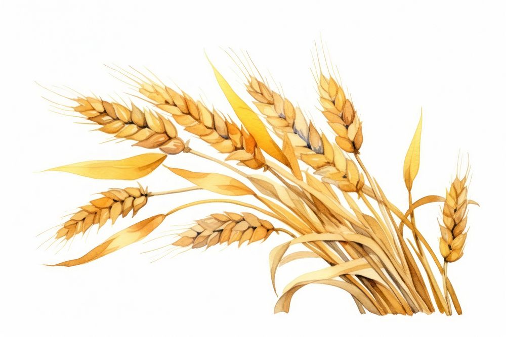 Wheat plant food white background. AI generated Image by rawpixel.