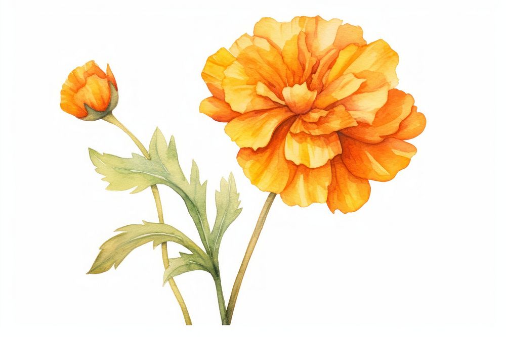Flower marigold dahlia petal. AI generated Image by rawpixel.