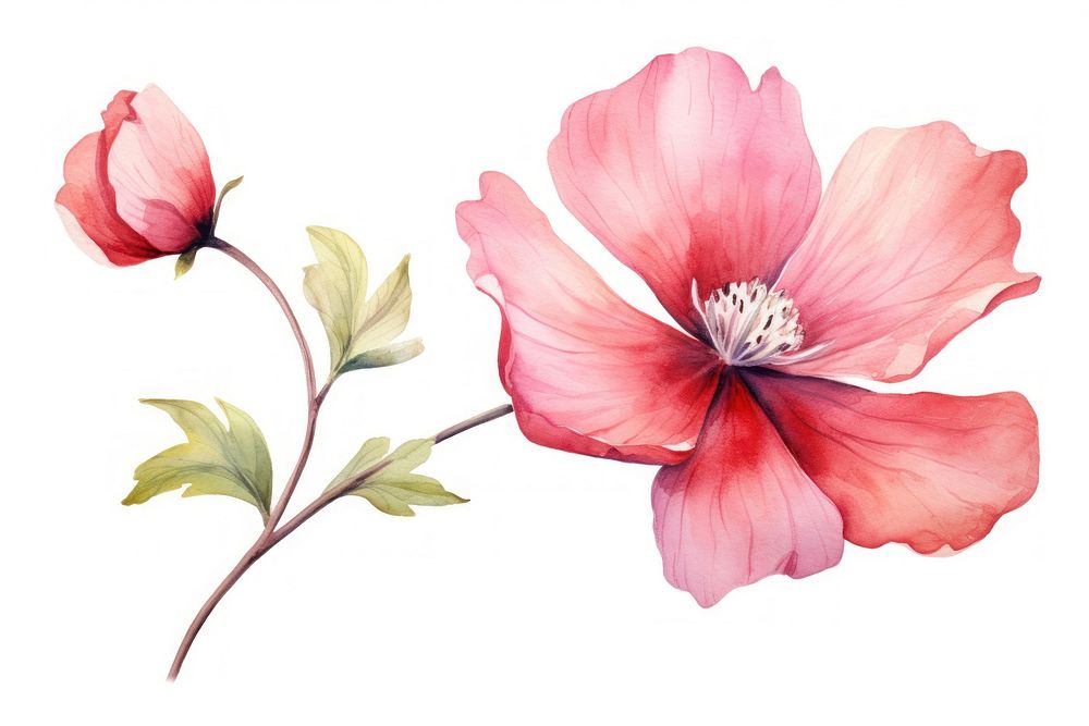 Flower hibiscus blossom petal. AI generated Image by rawpixel.