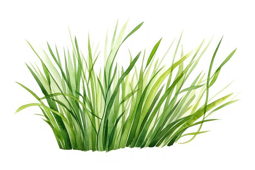 Grass plant wheatgrass hierochloe. AI generated Image by rawpixel.