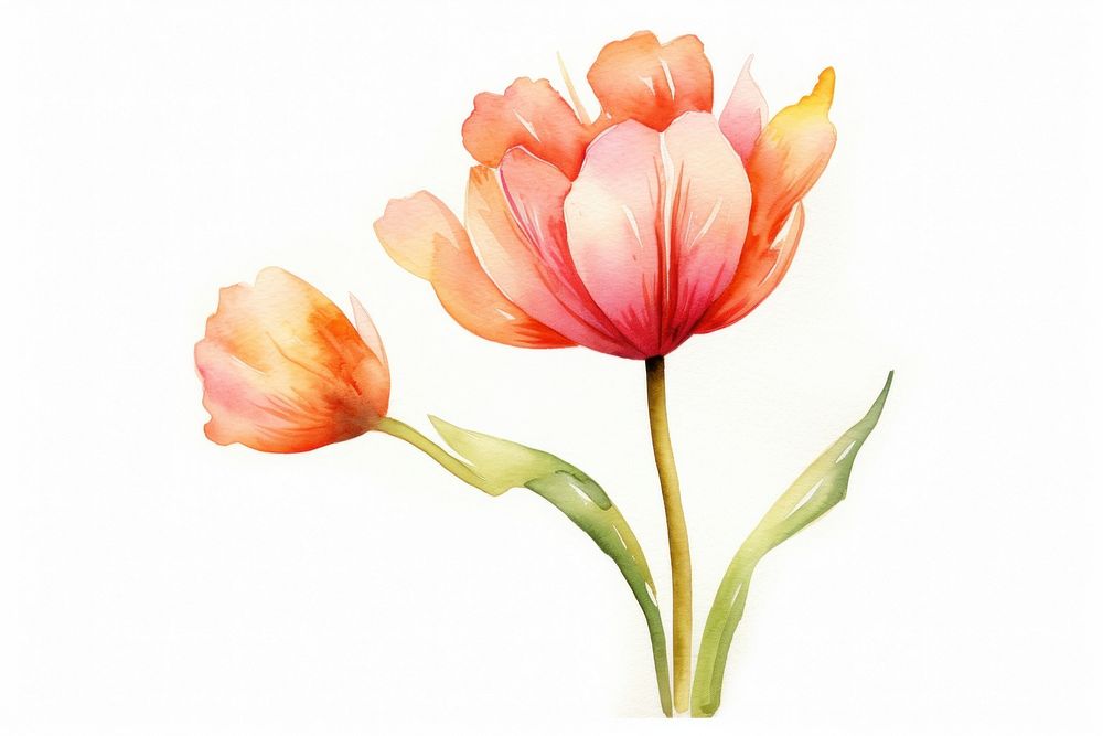Flower tulip petal plant. AI generated Image by rawpixel.